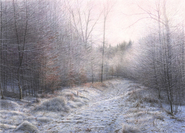 Frosty Morning, Forest Edge, Knitsley